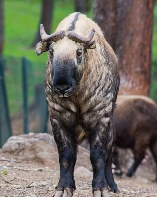 Love for National Animal-𝐓𝐚𝐤𝐢𝐧
.
.
.
.
.
.📷 : 𝐟𝐥𝐢𝐜𝐤𝐫.𝐜𝐨𝐦
#NationalAnimal #bhutanbelieve #heavenlybhutan #heavenlybhutantravels #bhutan #holidaypackages #picturesoftheday #bhutantourism